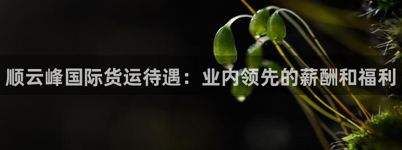 尊龙AG旗舰厅官网：顺云峰国际货运待遇：业内领先的薪酬和