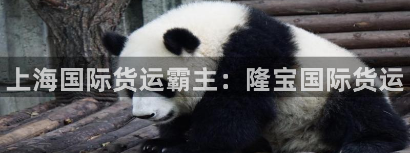 尊龙用现金一下可靠送38元：上海国际货运霸主：隆宝国际货