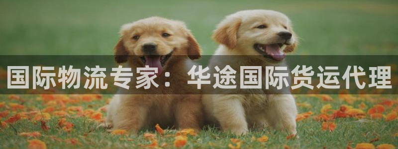 尊龙官网国际：国际物流专家：华途国际货运代理