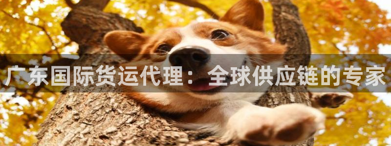 尊龙网站 人生就是博：广东国际货运代理：全球供应链的专家