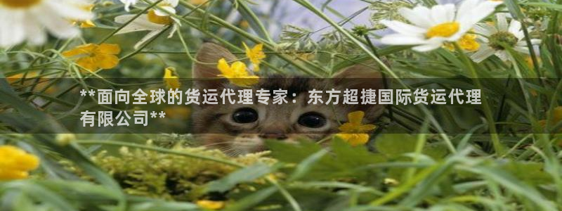 尊龙凯时-人生就是博中国官网最新：**面向全球的货运代理