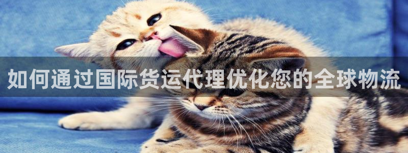 尊龙凯时z6官网：如何通过国际货运代理优化您的全球物流