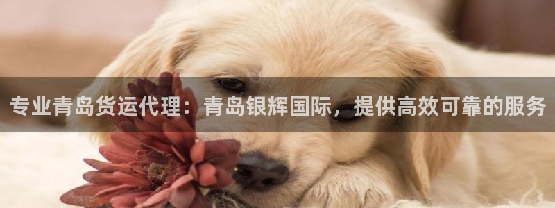尊龙凯时人生就是搏平台：专业青岛货运代理：青岛银辉国际，