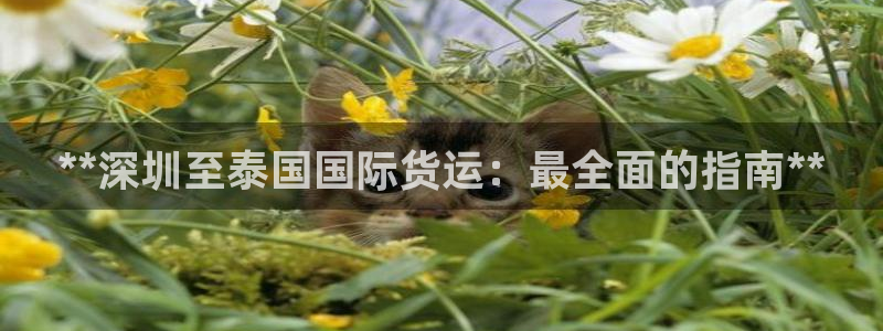 尊龙物流怎么样：**深圳至泰国国际货运：最全面的指南**