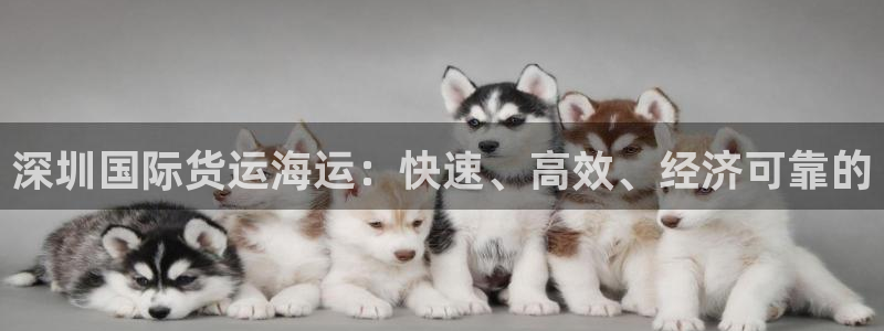 尊龙物流官网：深圳国际货运海运：快速、高效、经济可靠的