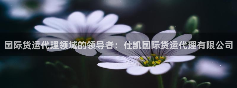 尊龙t300和t400哪个好：国际货运代理领域的领导者：